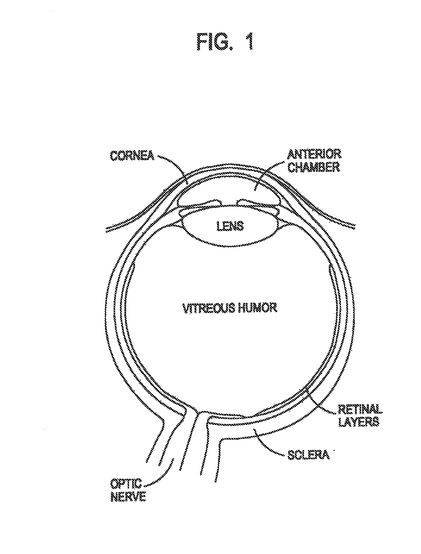 Model newborn human eye and face manikin