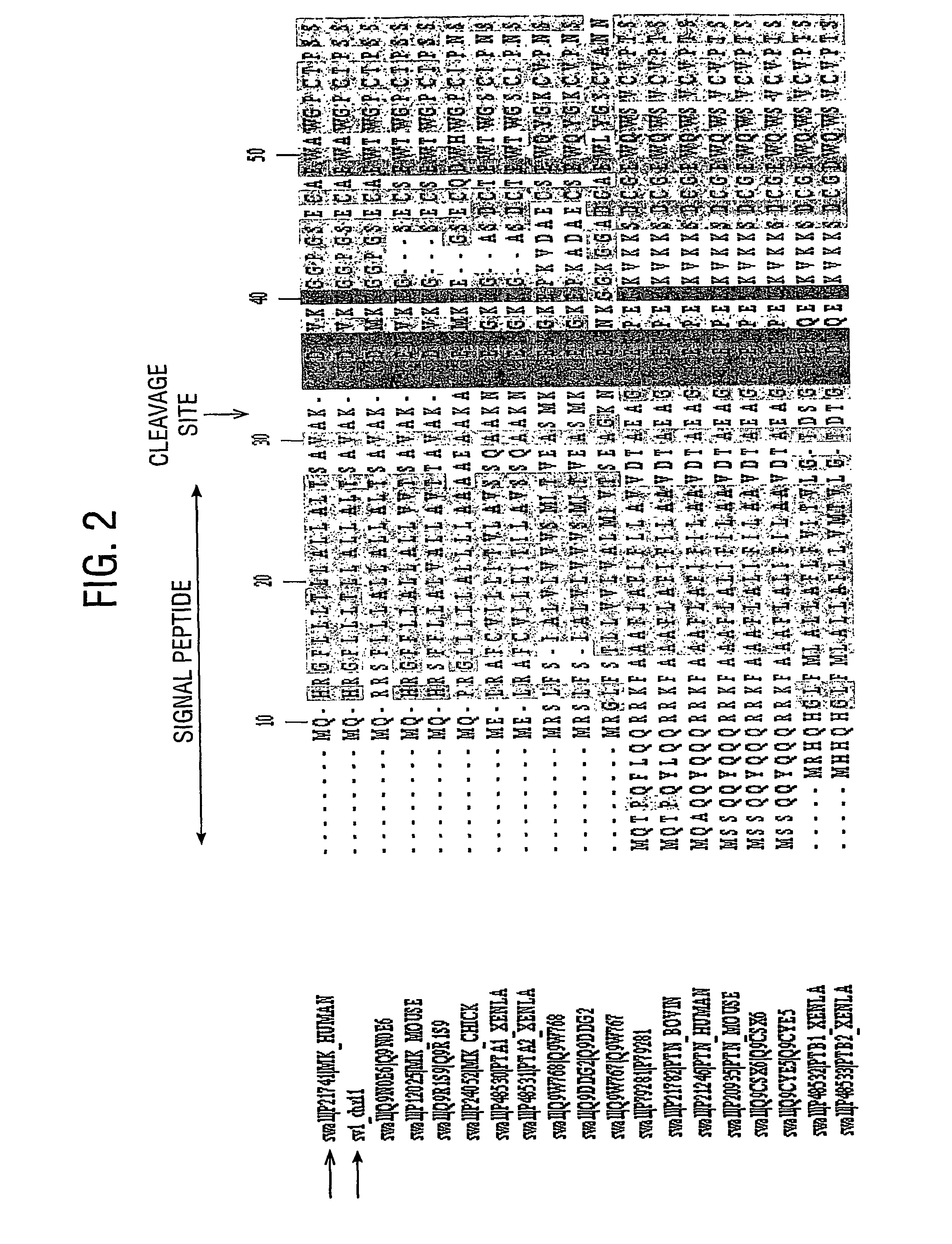 Midkine-like protein