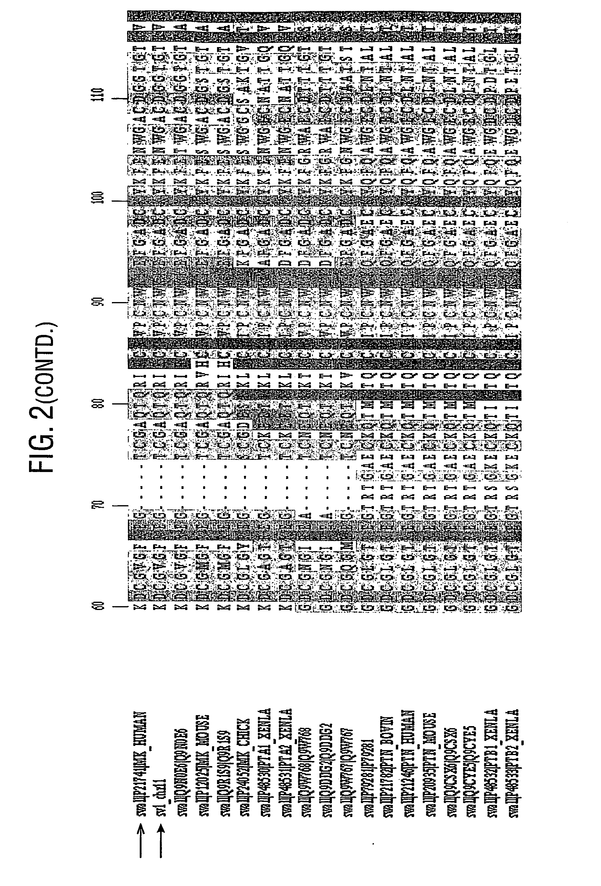 Midkine-like protein