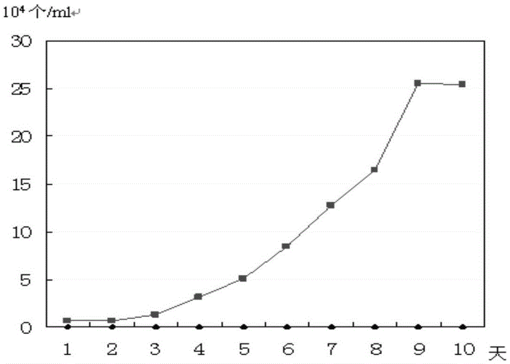 A kind of human thymoma cell line and its application