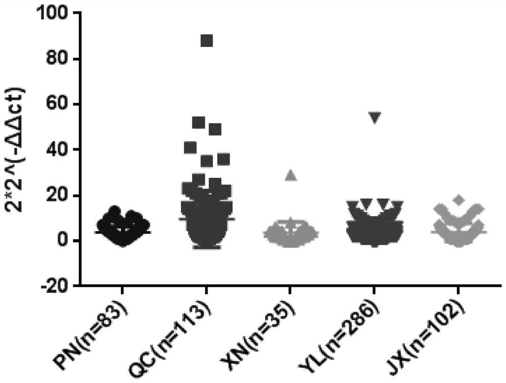 Molecular diagnosis method for evaluating growth traits based on copy number variation (CNV) marker of cattle ZNF146 gene and application of molecular diagnosis method