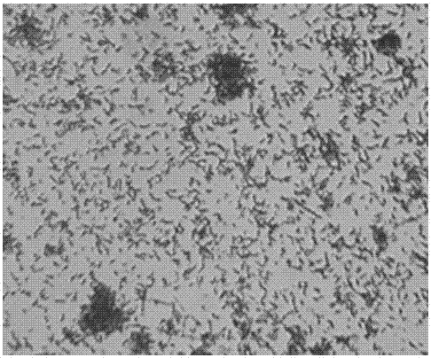 Rhodobacter capsulatus strain and application thereof