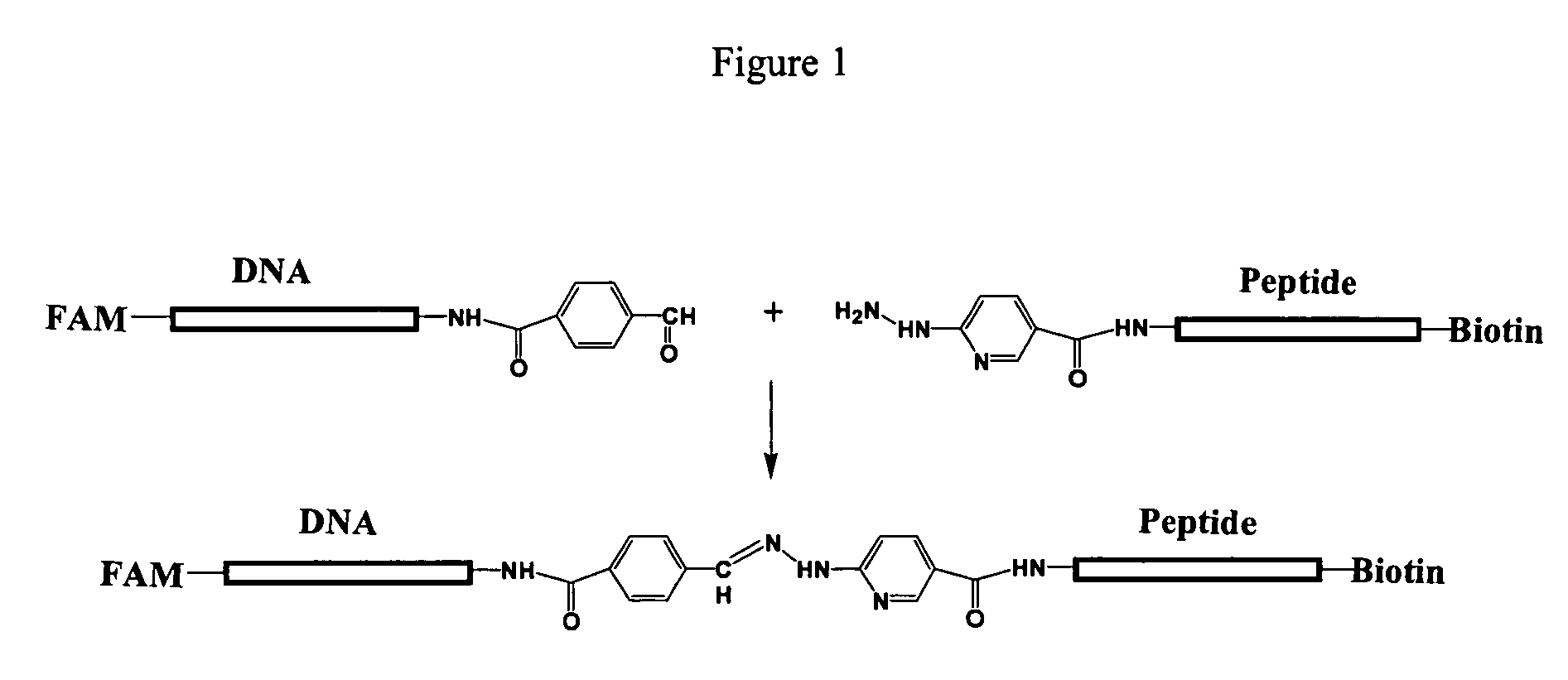 Compositions and methods for detecting protease activity