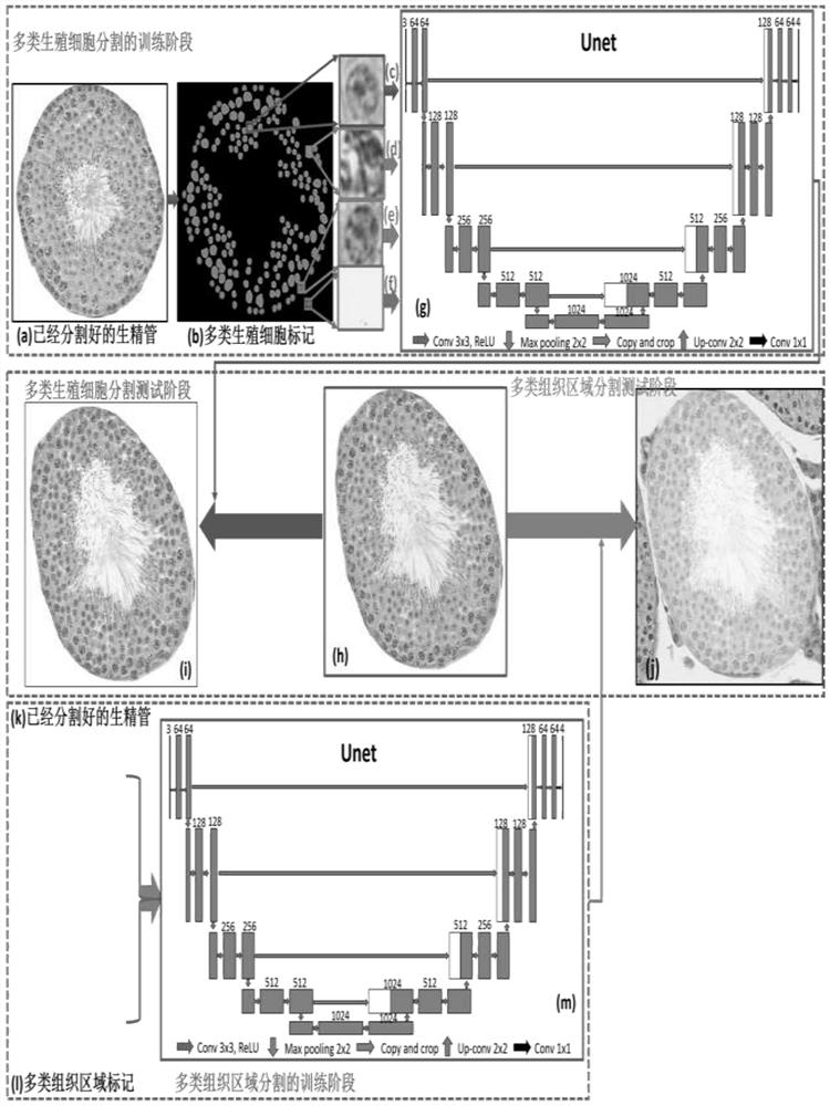 Automatic segmentation method for various tissues in mouse testis pathological section based on deep learning