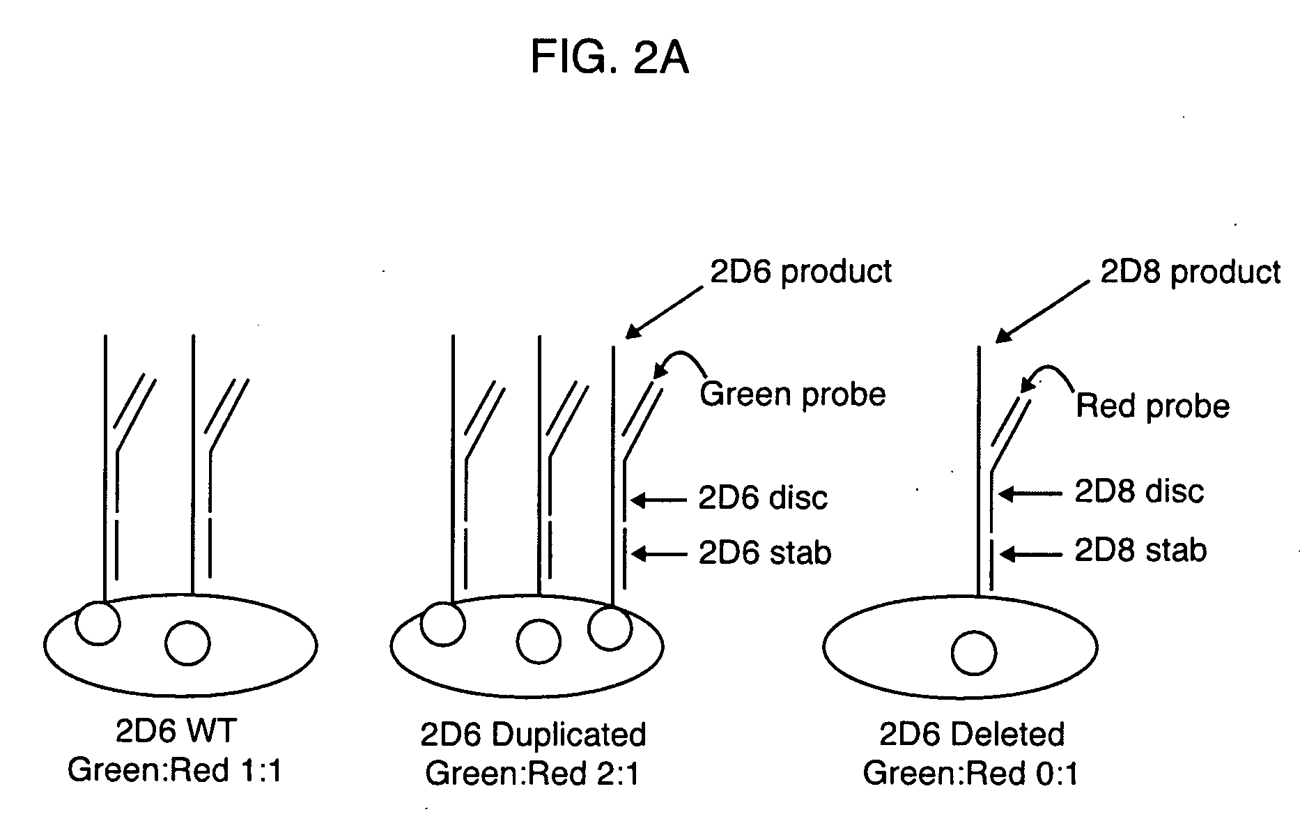 Method for Detecting Large Mutations and Duplications Using Control Amplification Comparisons to Paralogous Genes