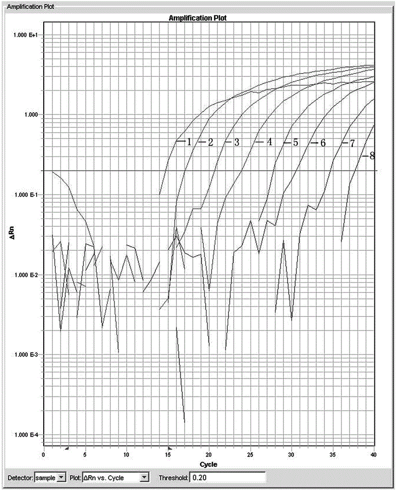 Primers and probes used for detecting ingredients of racoon dog origin, and detection method of ingredients of racoon dog origin