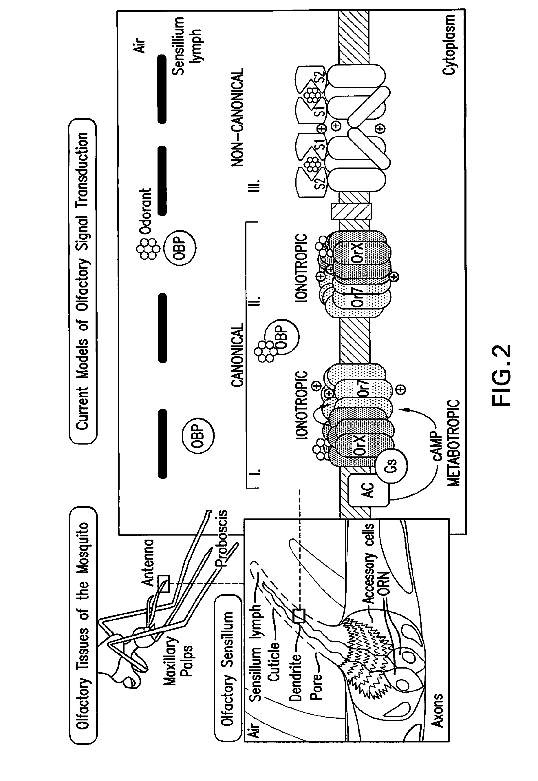 Composition for inhibition of insect host sensing