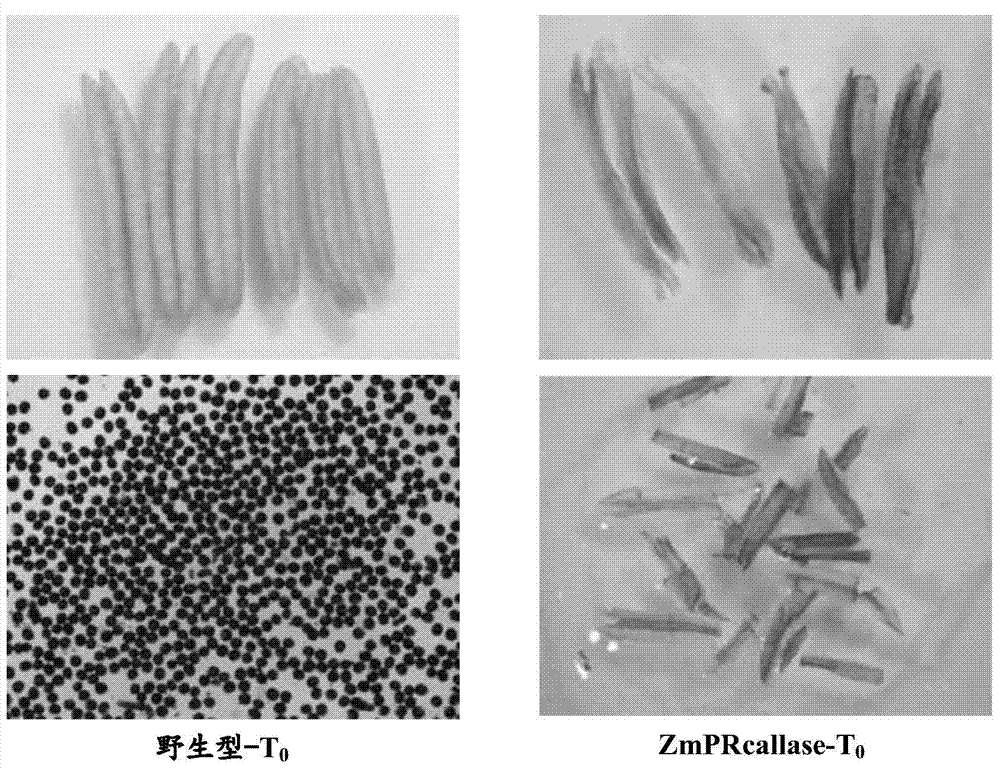 Protein influencing male fertility and coding gene and application thereof