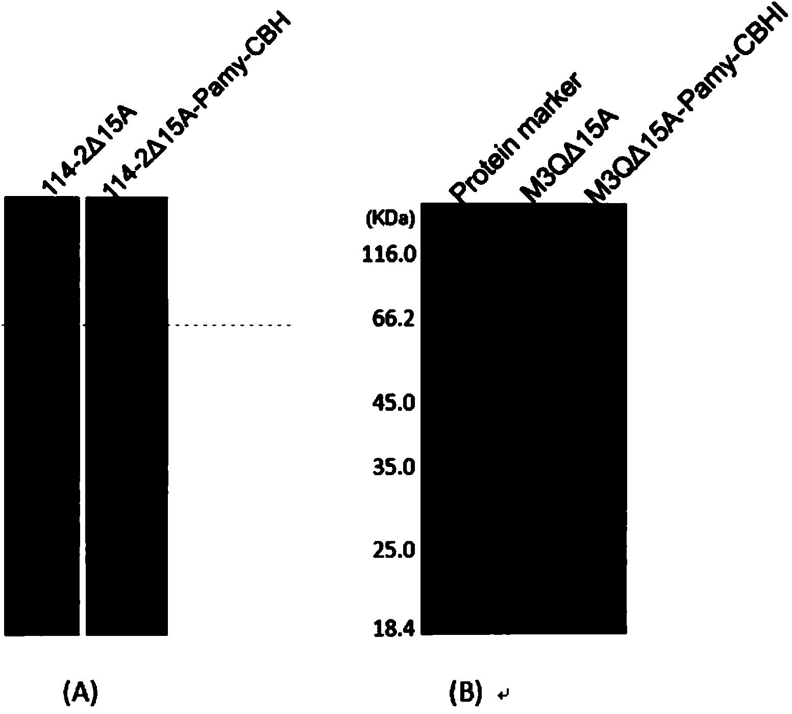 Penicillium oxalicum host strain for enhancing expression of filamentous fungi protein