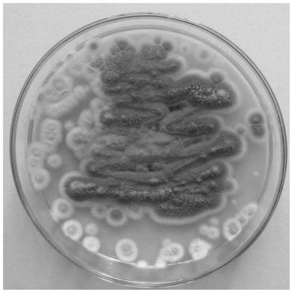 An endophytic fungus and its application in the treatment of dye pollutants