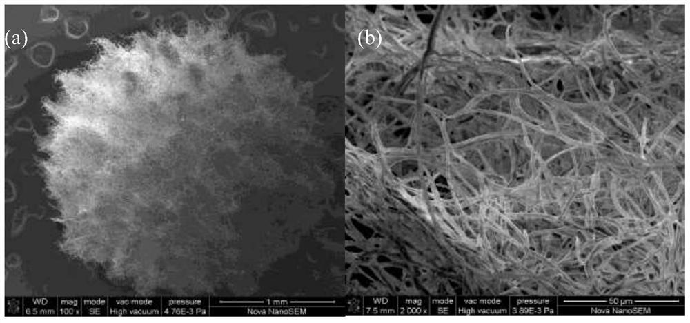 An endophytic fungus and its application in the treatment of dye pollutants