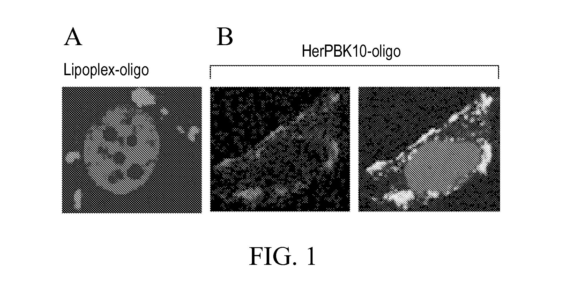 Receptor targeting constructs and uses thereof