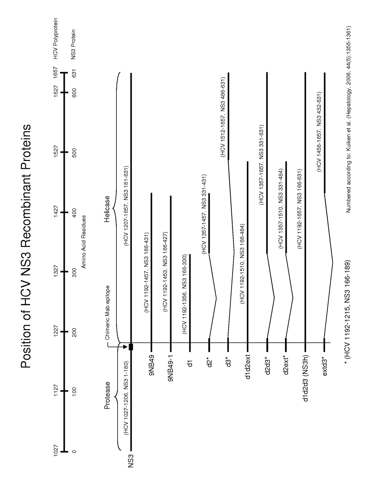 HCV NS3 recombinant antigens and mutants thereof for improved antibody detection