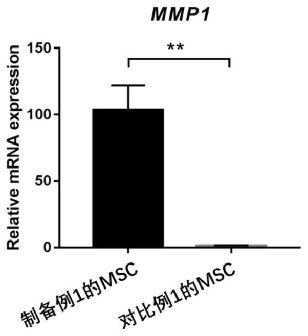 Pluripotent stem cell, pharmaceutical composition, and preparation method and application thereof