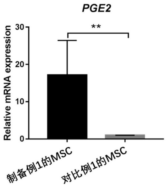 Pluripotent stem cell, pharmaceutical composition, and preparation method and application thereof