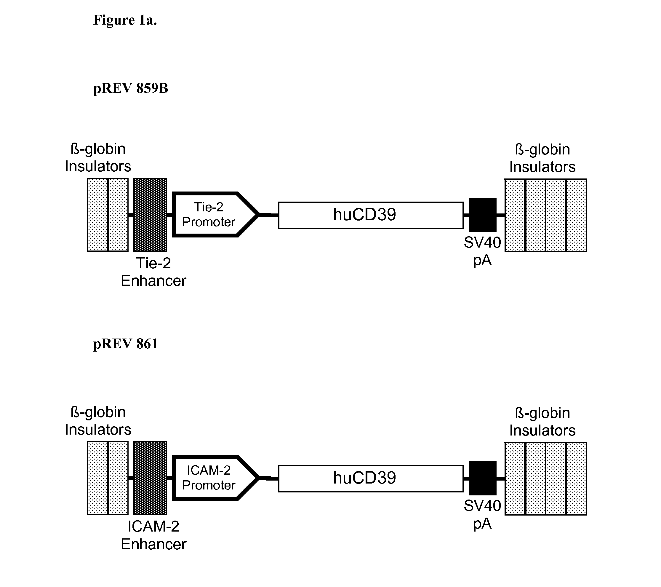 Genetically Modified Pigs for Xenotransplantation of Vascularized Xenografts and Derivatives Thereof