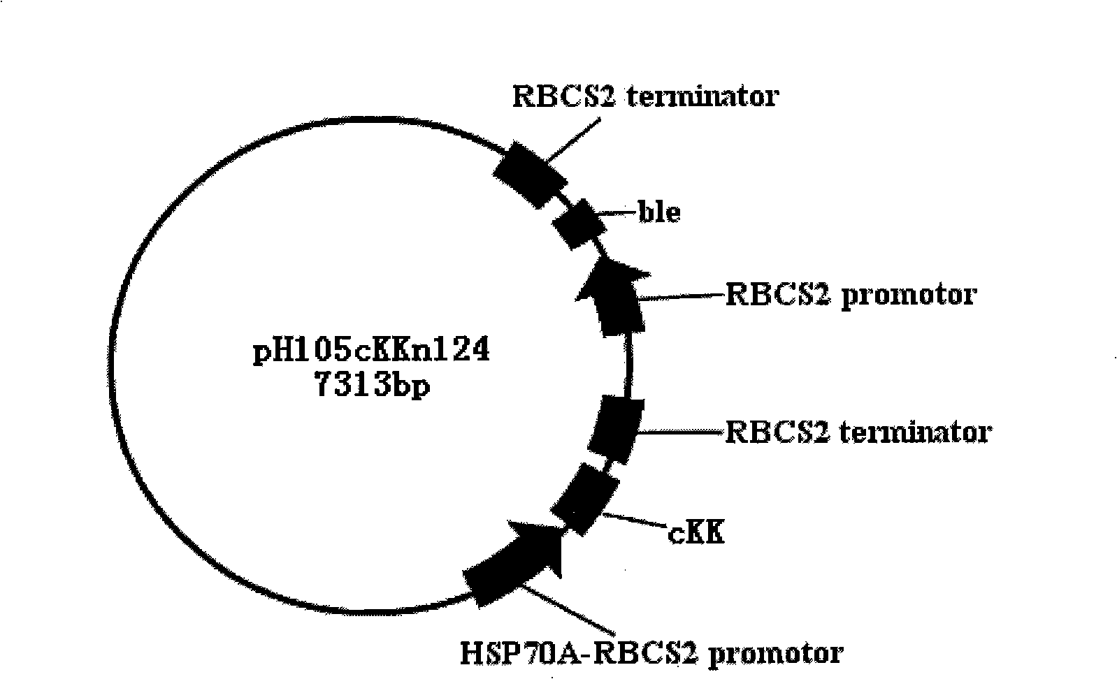 Construction method of transgenic chlamydomonas reinhardtii for expressing human tissue kallikrein