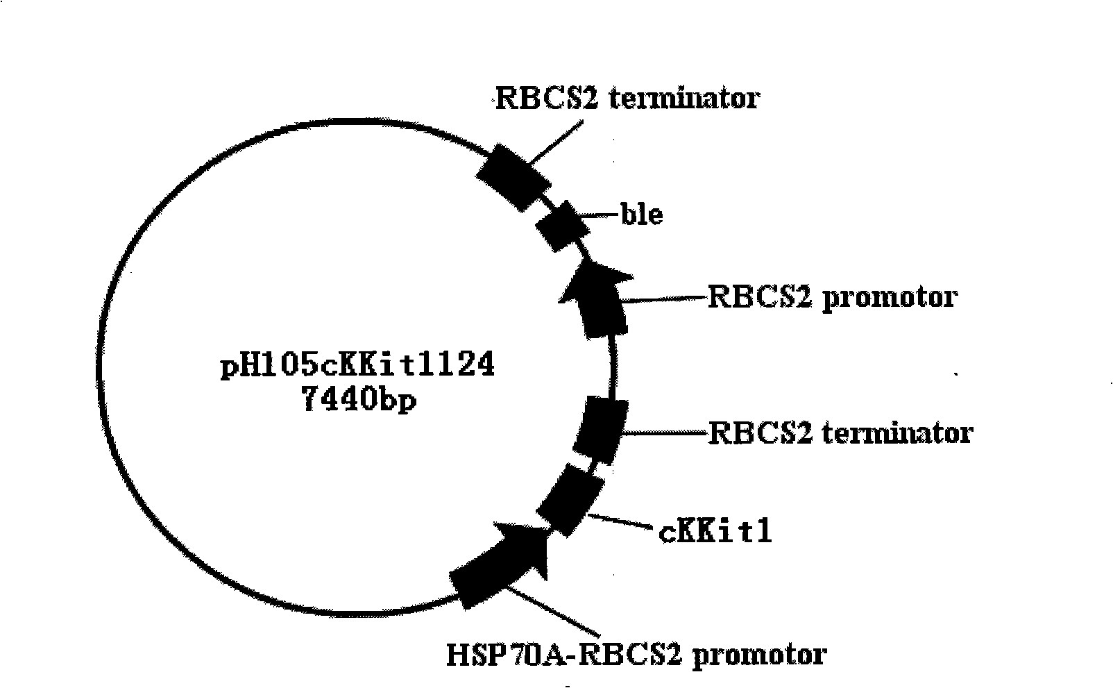 Construction method of transgenic chlamydomonas reinhardtii for expressing human tissue kallikrein