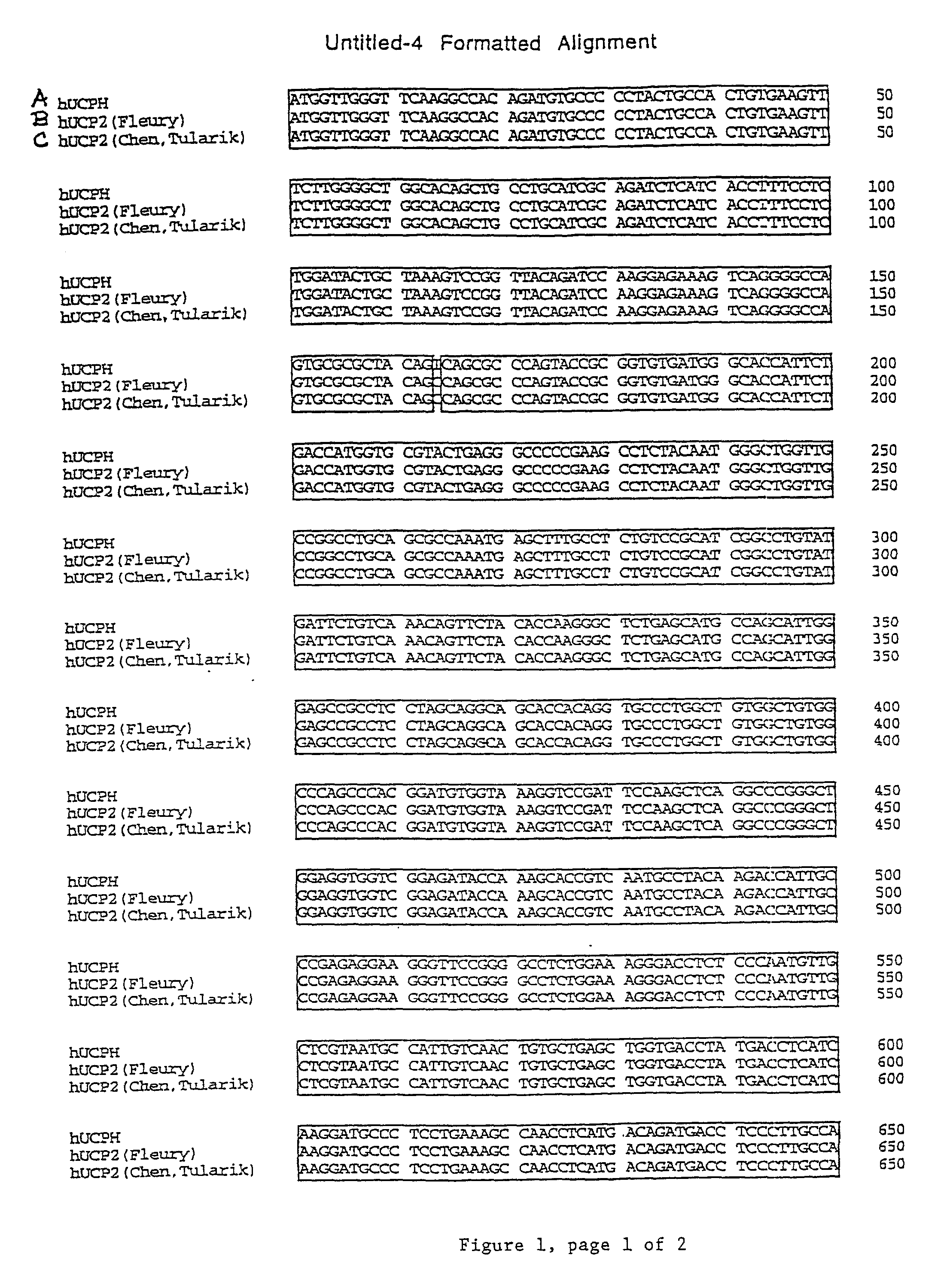 Human uncoupling protein-2 (hCP2): compositions and methods of use