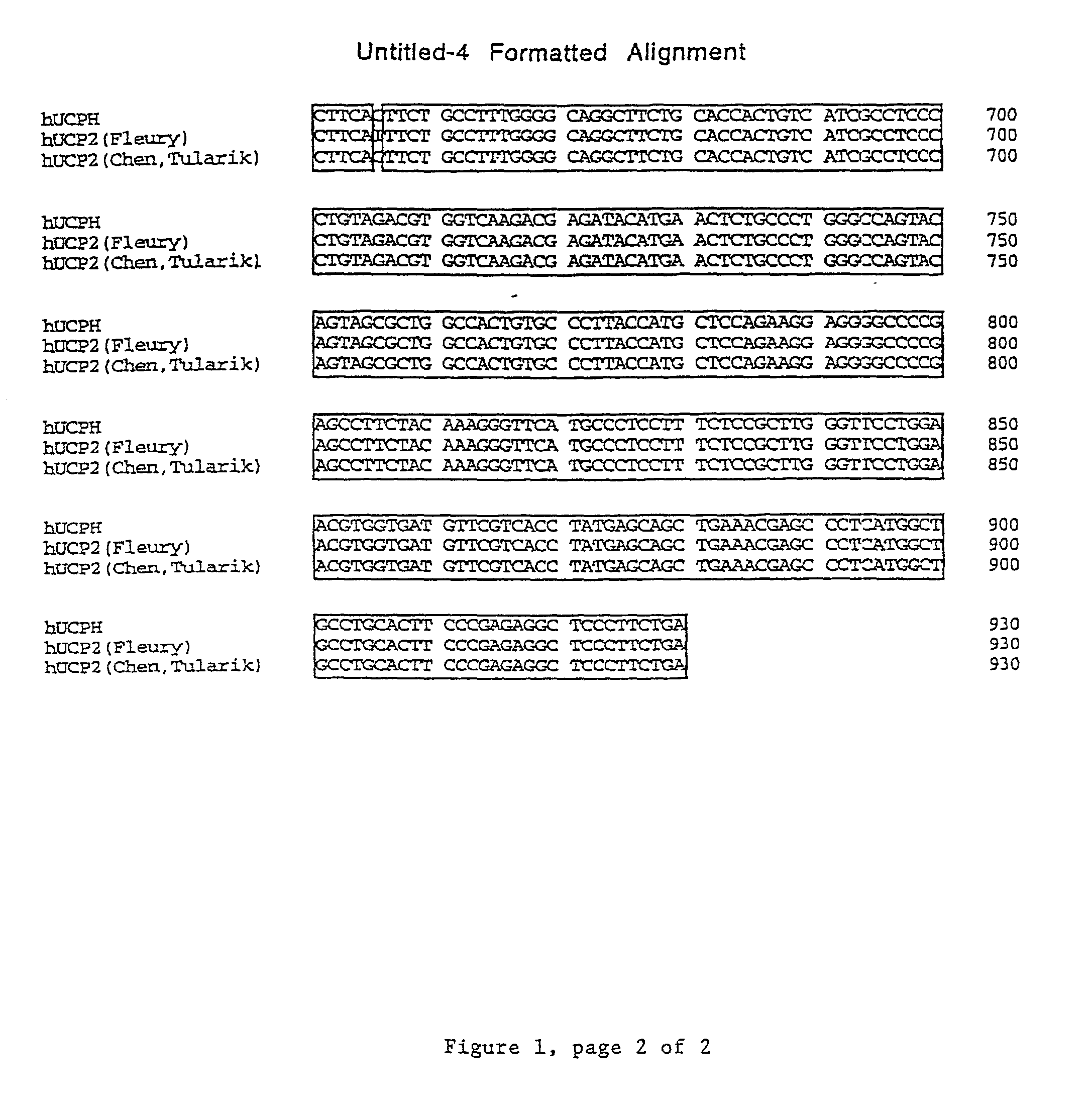 Human uncoupling protein-2 (hCP2): compositions and methods of use