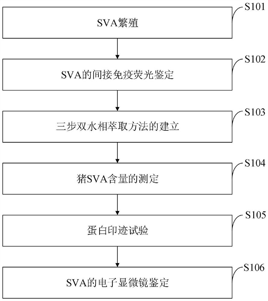 Method for extracting, concentrating and purifying porcine senecavirus particles by two aqueous phases