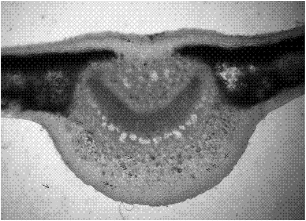 Rapid freehand sectioning method for main vein supporting leaves