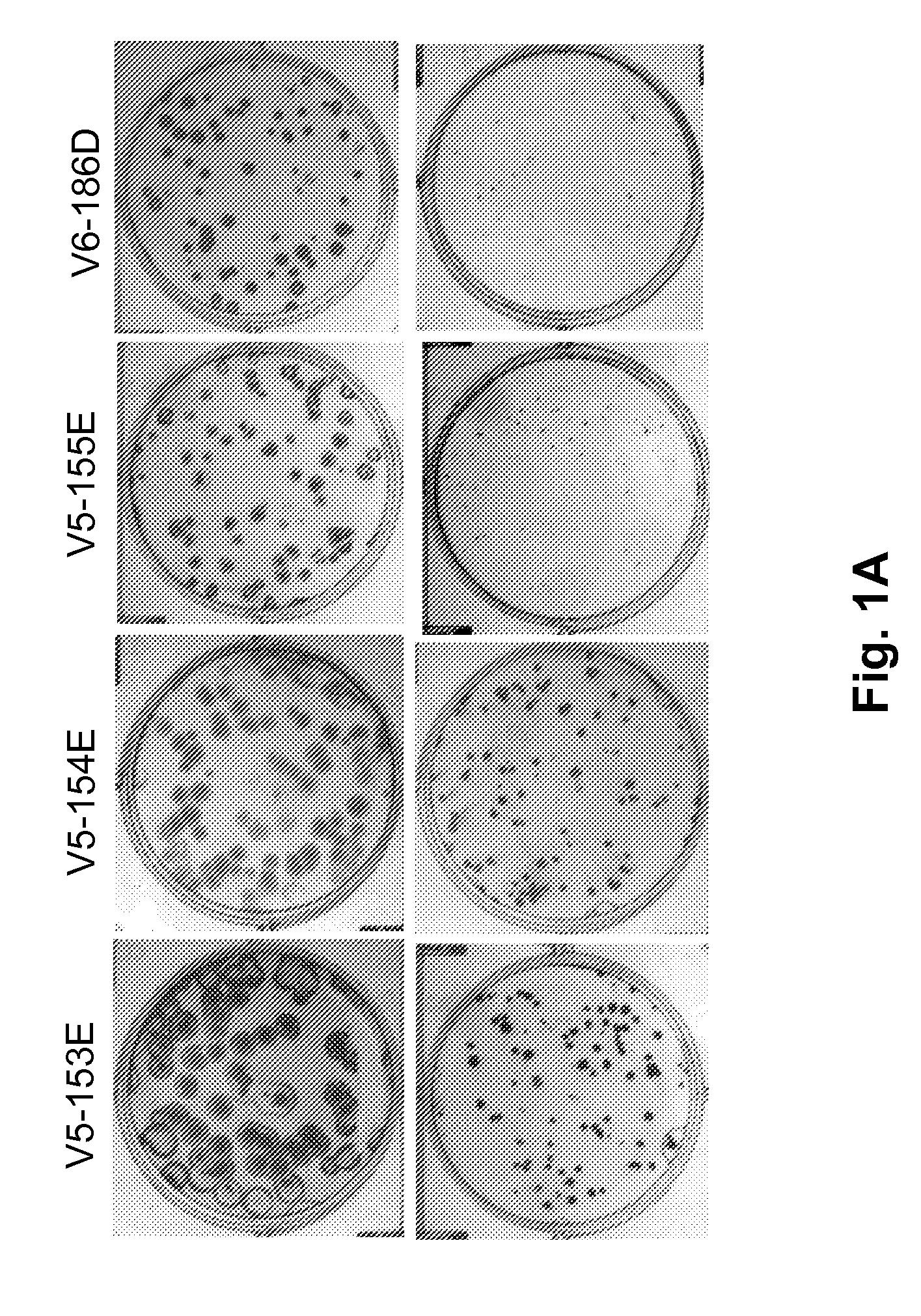 Swine influenza hemagglutinin variants