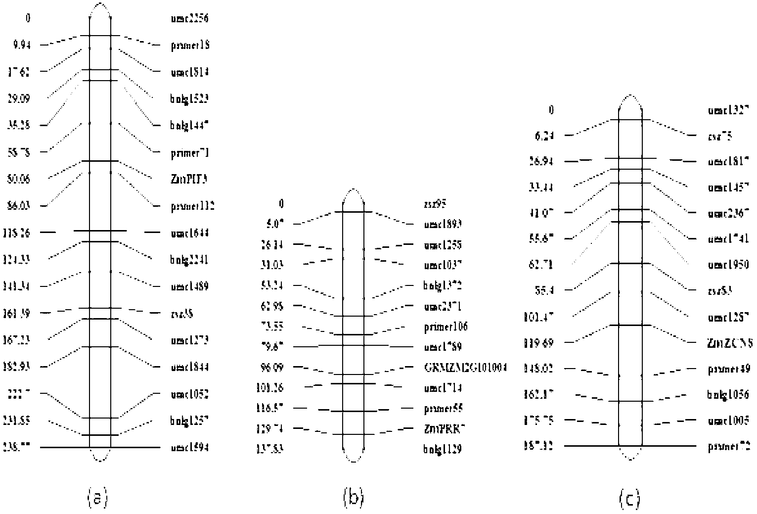 Corn photoperiod gene specific molecular marker and application thereof