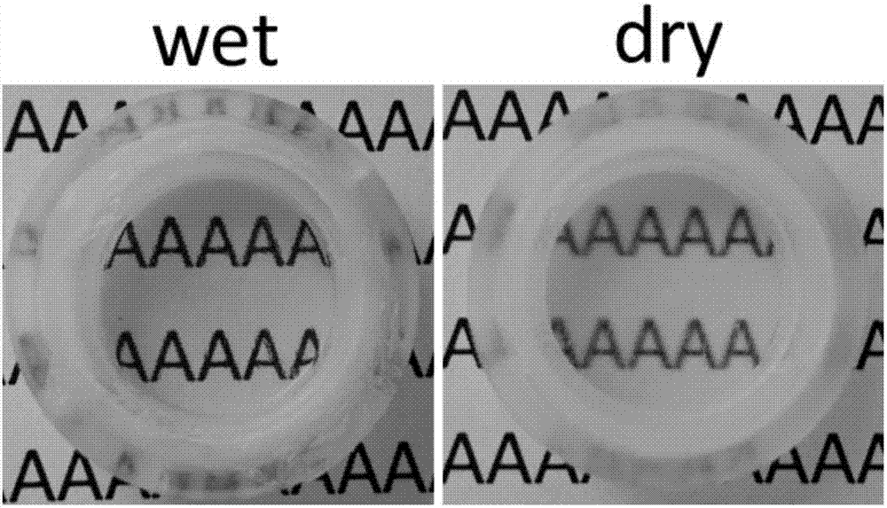 Cell culture method using plant epidermis as tissue engineering scaffold material