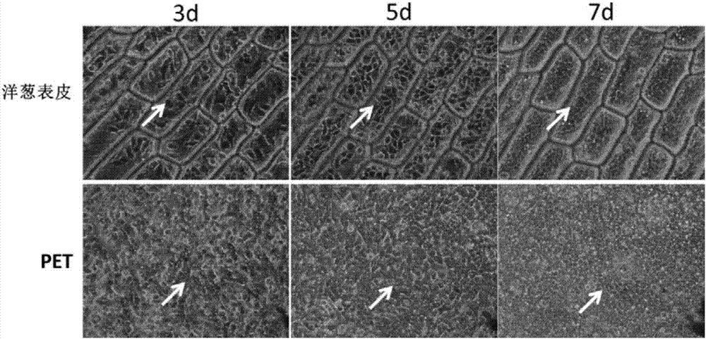 Cell culture method using plant epidermis as tissue engineering scaffold material