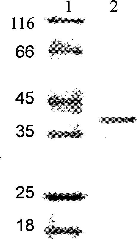 Alkali-fast high-activity alkalescent xylanase and encoding gene thereof