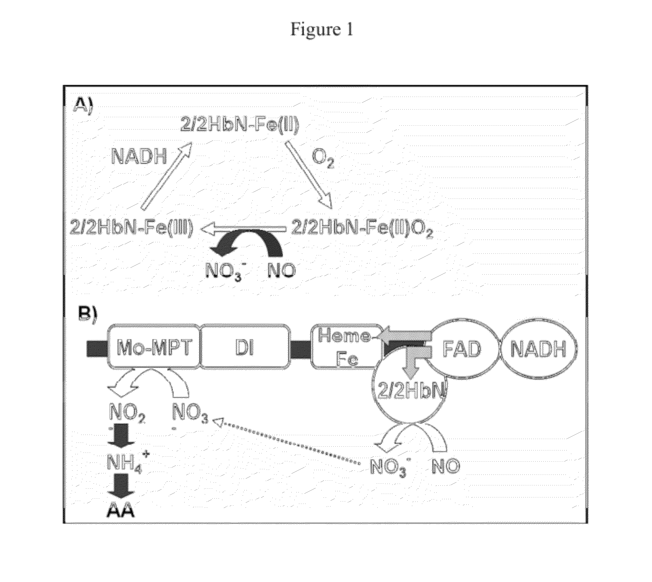 Novel nitrate reductase fusion proteins and uses thereof