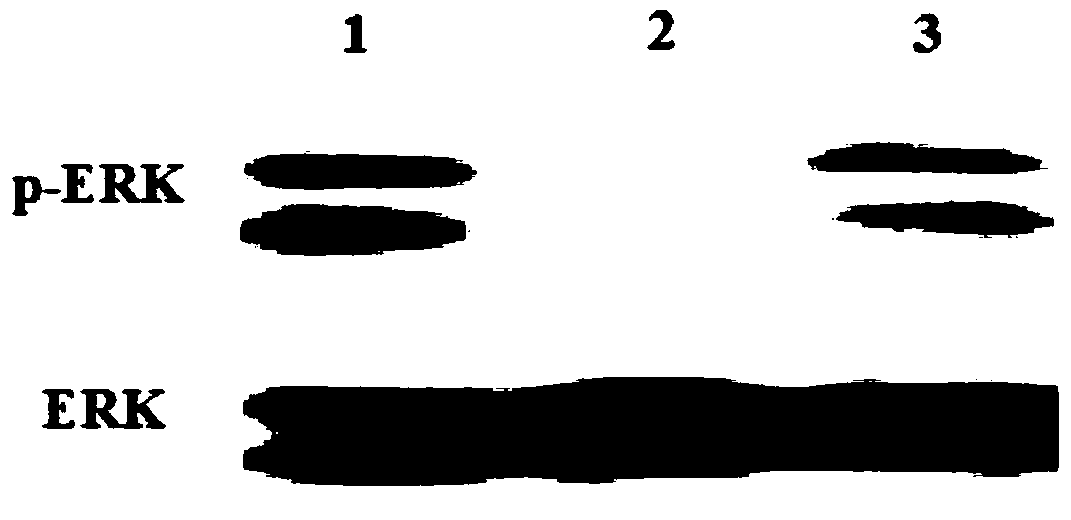 Polypeptides regulating fgfr1 activity and applications thereof