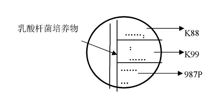 Lactobacillus fermentum and application thereof