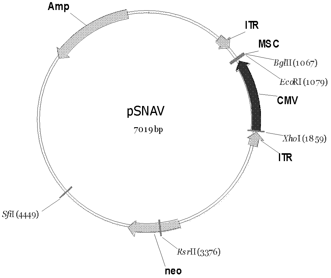 Recombinant adeno-associated virus (rAAV) vector for expressing full genes of human antibody and construction method of rAAV carrier