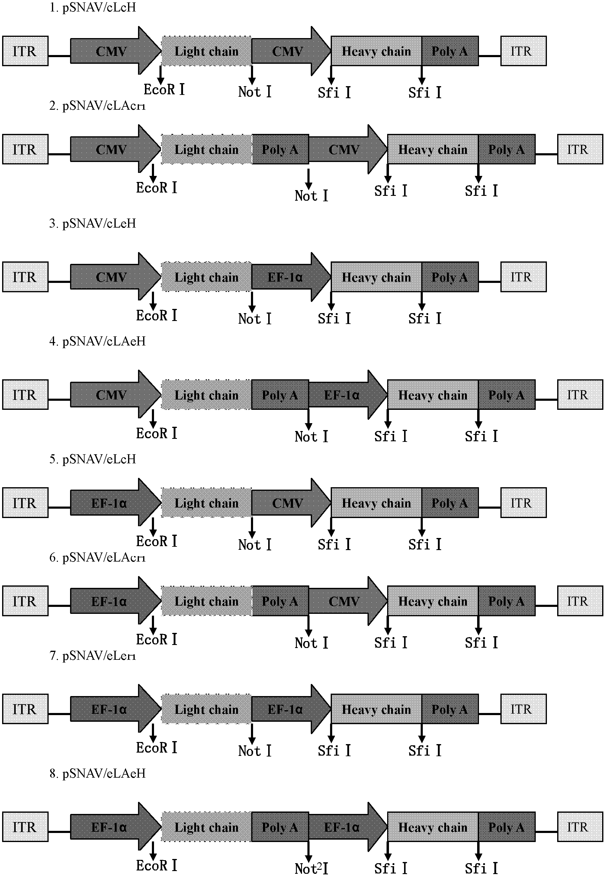 Recombinant adeno-associated virus (rAAV) vector for expressing full genes of human antibody and construction method of rAAV carrier