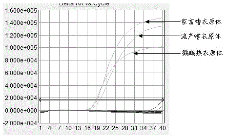 Animal chlamydia TaqMan-MGB probe multiplex real-time fluorescent quantitative PCR (polymerase chain reaction) detection primers, kit and method