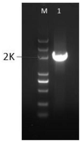 Application of corn BBM1 gene for improving plant genetic transformation efficiency