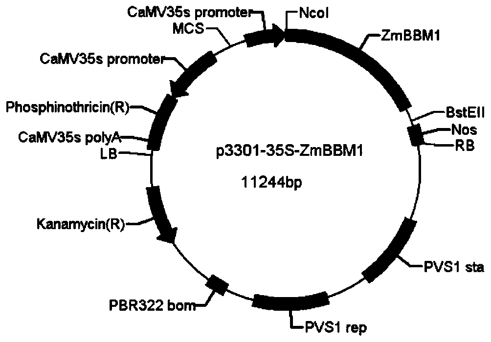 Application of corn BBM1 gene for improving plant genetic transformation efficiency