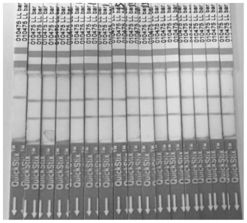 Application of corn BBM1 gene for improving plant genetic transformation efficiency