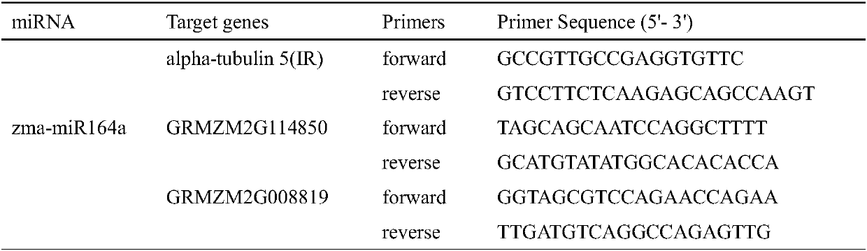 Maize salt stress response miRNA MiR164 and application thereof