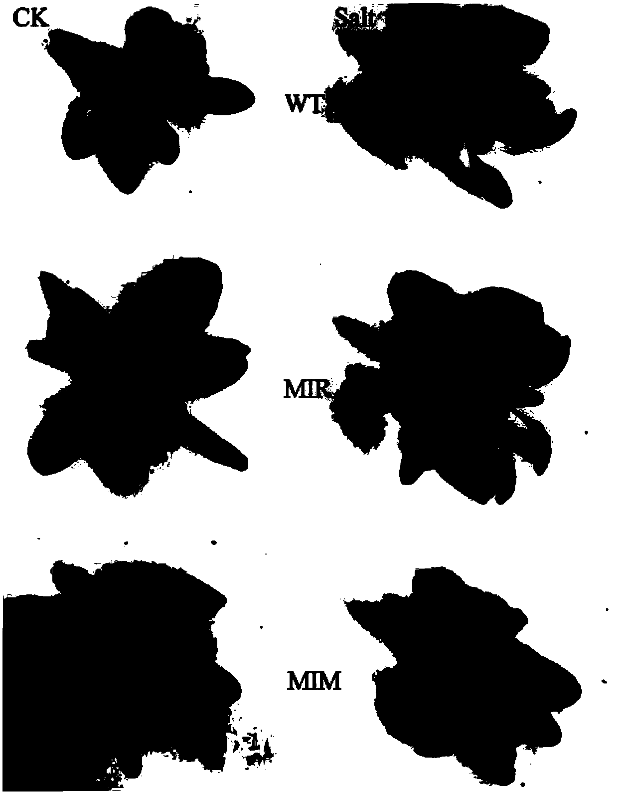 Maize salt stress response miRNA MiR164 and application thereof