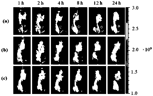 Application of sodium alginate as antitumor drug targeting carrier