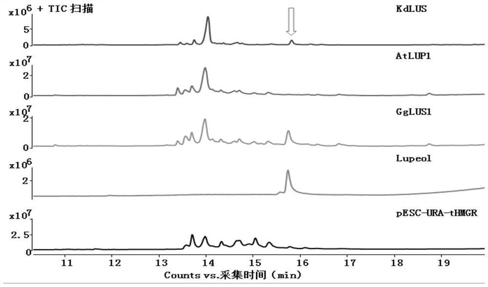 Lupeol derivative as well as synthesis method and application thereof