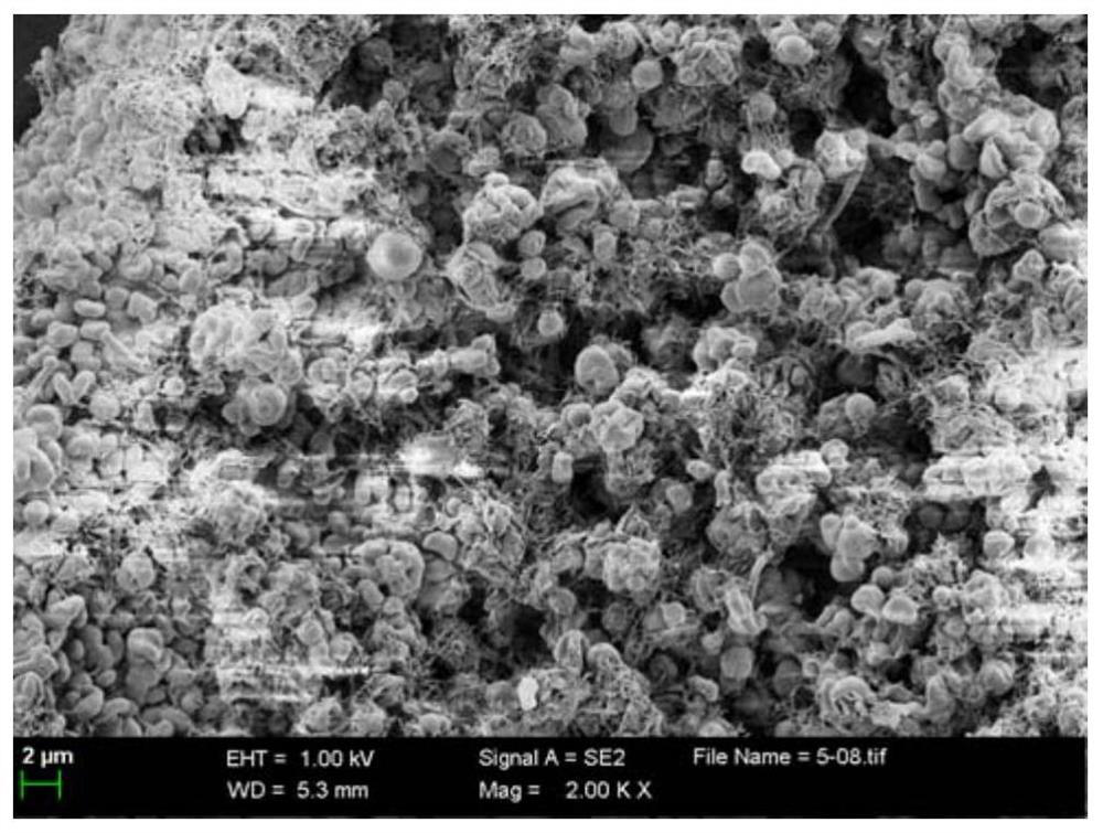 Material capable of directly adsorbing and separating underwater oil and preparation method thereof