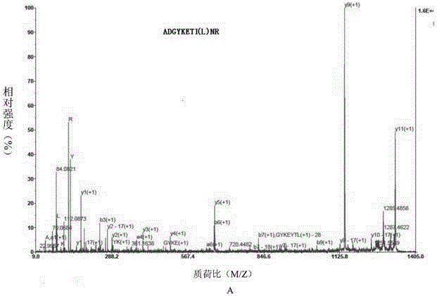 Pinctada martensii antimicrobial peptide PmAMP and application thereof