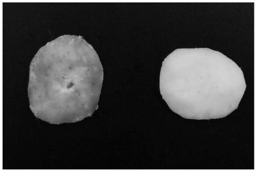 A plant source fresh-cut water chestnut yellowing inhibitor and its preparation and application method