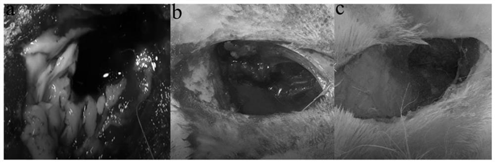 A kind of fluid hemostatic glue and preparation method thereof