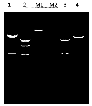 Recombinant replication-defective adenovirus for expressing hTERT (human telomerase reverse transcriptase) gene and application thereof