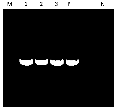 Recombinant replication-defective adenovirus for expressing hTERT (human telomerase reverse transcriptase) gene and application thereof